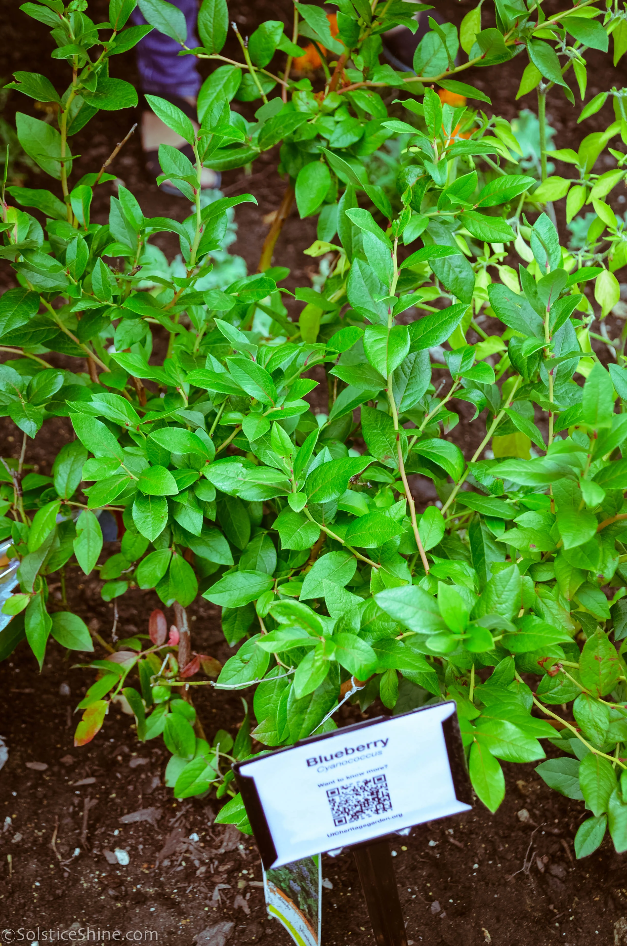 Blueberry (Cyanocossus) — UIC Heritage Garden